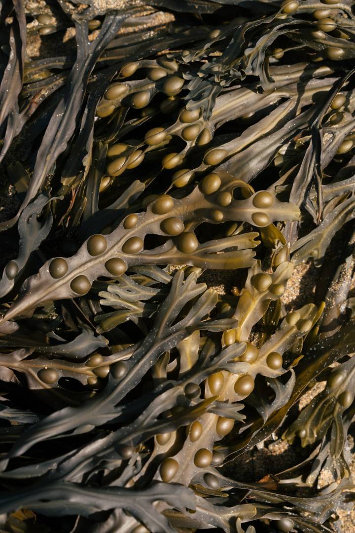 ¿Es este el material del futuro? La start-up Notpla, con sede en Londres, produce una gama de soluciones de envasado a partir de algas marinas.