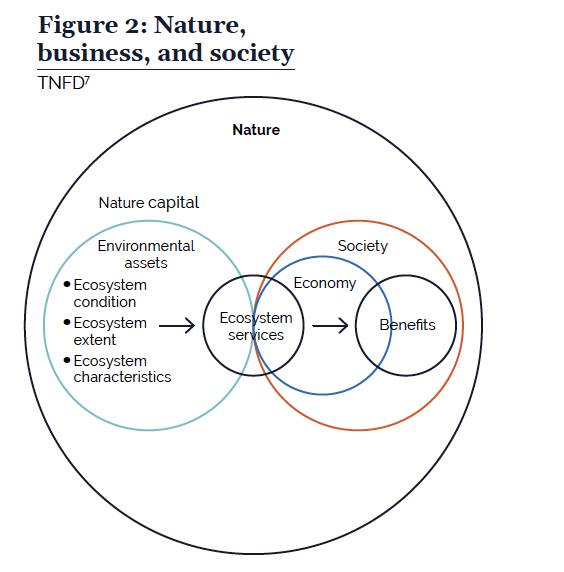  Por qué es importante la naturaleza según lo explica el Grupo de trabajo sobre divulgaciones financieras relacionadas con la naturaleza 