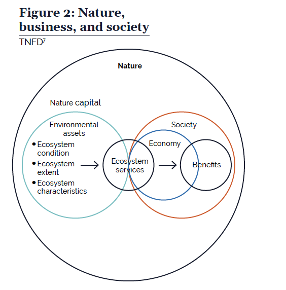  Por qué es importante la naturaleza según lo explica el Grupo de trabajo sobre divulgaciones financieras relacionadas con la naturaleza 